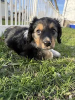 Dexter, a male Beagle and Dachshund for sale in Chesterfield, MI – Photo 1 of 7