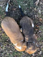 Echo, a male Beagle and Dachshund for sale in Chesterfield, MI – Photo 7 of 8