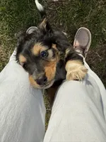 Dexter, a male Beagle and Dachshund for sale in Chesterfield, MI – Photo 4 of 7