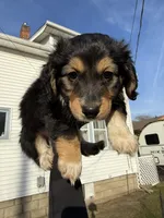 Dexter, a male Beagle and Dachshund for sale in Chesterfield, MI – Photo 2 of 7