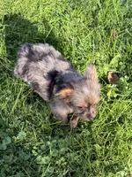 Saint, a male Yorkshire Terrier and Toy Australian Shepherd for sale in Chesterfield, MI – 7 of 9