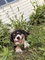 Stella , a female Australian Shepherd for sale in Chesterfield, MI – 8 of 9