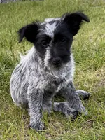 Sammy, a female Australian Cattle Dog and Poodle - Miniature  for sale in Chesterfield, MI – 2 of 10