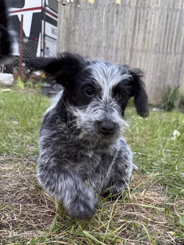 Lela – Australian Cattle Dog, Poodle - Miniature  puppy for sale in Chesterfield, MI