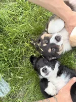 Ashley, a female Australian Shepherd and Bernese Mountain Dog for sale in Chesterfield, MI – 9 of 9