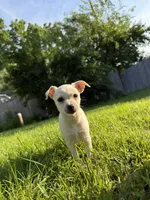 Blondy, a female Chihuahua for sale in Chesterfield, MI – 5 of 8