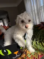 casper, a male Pomeranian and Poodle - Miniature  for sale in Chesterfield, MI – 9 of 9