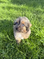 Saint, a male Yorkshire Terrier and Toy Australian Shepherd for sale in Chesterfield, MI – 8 of 9