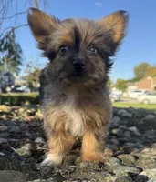 Saint, a male Yorkshire Terrier and Toy Australian Shepherd for sale in Chesterfield, MI – 6 of 9