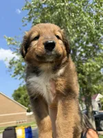 Bruno, a male Collie and German Shepherd Dog for sale in Chesterfield, MI – 2 of 10