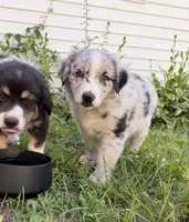Echo, a female Australian Shepherd and Bernese Mountain Dog for sale in Chesterfield, MI – 2 of 8
