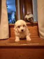 Stella, a female Poodle - Miniature  for sale in Chesterfield, MI – 4 of 8