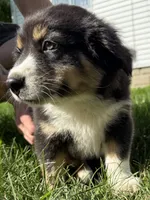 Stella , a female Australian Shepherd for sale in Chesterfield, MI – 4 of 9
