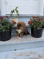 Bruno, a male Collie and German Shepherd Dog for sale in Chesterfield, MI – 10 of 10