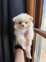 Rico fuz, a male Pomeranian for sale in Chesterfield, MI – 8 of 10
