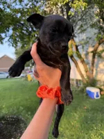 Meat bone, a male Chihuahua for sale in Chesterfield, MI – 8 of 9