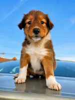 Dolly, a female Collie and German Shepherd Dog for sale in Chesterfield, MI – 7 of 7