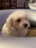 Stella, a female Poodle - Miniature  for sale in Chesterfield, MI – 2 of 8