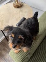 Snickers, a female Yorkshire Terrier and Toy Australian Shepherd for sale in Chesterfield, MI – 3 of 10