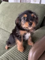 Snickers, a female Yorkshire Terrier and Toy Australian Shepherd for sale in Chesterfield, MI – 7 of 10
