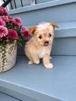 Oogie, a female Pomeranian and Poodle - Miniature  for sale in Chesterfield, MI – 2 of 10