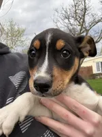 Douglas , a male Rat Terrier and Toy Australian Shepherd for sale in Chesterfield, MI – Photo 2 of 5