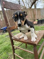 Douglas , a male Rat Terrier and Toy Australian Shepherd for sale in Chesterfield, MI – Photo 3 of 5