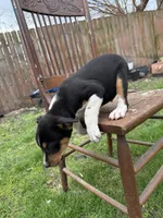 Douglas , a male Rat Terrier and Toy Australian Shepherd for sale in Chesterfield, MI – Photo 5 of 5