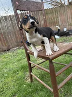 Douglas , a male Rat Terrier and Toy Australian Shepherd for sale in Chesterfield, MI – Photo 4 of 5