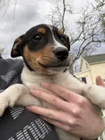 Douglas , a male Rat Terrier and Toy Australian Shepherd for sale in Chesterfield, MI – Photo 1 of 5