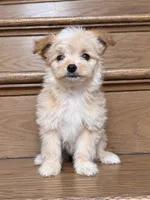 Oogie, a female Pomeranian and Poodle - Miniature  for sale in Chesterfield, MI – 5 of 10