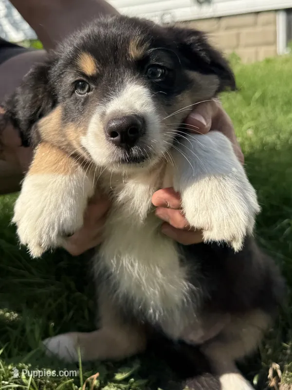 Stella  – Australian Shepherd puppy for sale in Chesterfield, MI