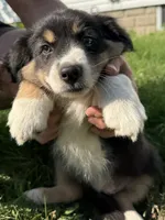Stella , a female Australian Shepherd for sale in Chesterfield, MI – 1 of 9