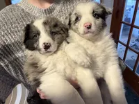 Sora, a female Australian Shepherd for sale in Chesterfield, MI – Photo 7 of 7