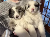 Sora, a female Australian Shepherd for sale in Chesterfield, MI – Photo 1 of 7