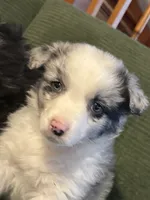 Sora, a female Australian Shepherd for sale in Chesterfield, MI – Photo 2 of 7