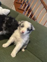 Sora, a female Australian Shepherd for sale in Chesterfield, MI – Photo 4 of 7