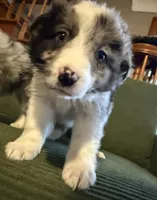 Sora, a female Australian Shepherd for sale in Chesterfield, MI – Photo 5 of 7