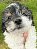 Snoopy, a male Yorkshire Terrier for sale in Chesterfield, MI – 6 of 9