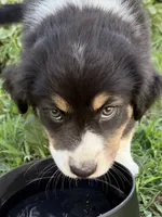 Stella , a female Australian Shepherd for sale in Chesterfield, MI – 3 of 9
