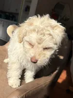 casper, a male Pomeranian and Poodle - Miniature  for sale in Chesterfield, MI – 6 of 9