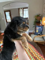 Snickers, a female Yorkshire Terrier and Toy Australian Shepherd for sale in Chesterfield, MI – 6 of 10