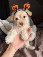 Casper, a male Pomeranian and Poodle - Miniature  for sale in Chesterfield, MI – 2 of 10