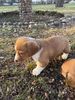 Harold , a male Beagle and Dachshund for sale in Chesterfield, MI – Photo 8 of 8