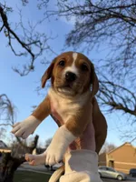 Harold , a male Beagle and Dachshund for sale in Chesterfield, MI – Photo 6 of 8