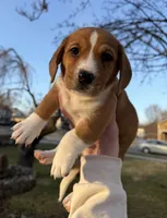 Harold , a male Beagle and Dachshund for sale in Chesterfield, MI – Photo 4 of 8