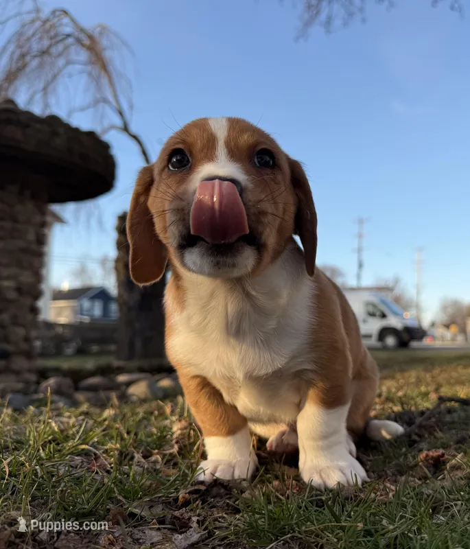 Harold  – Beagle, Dachshund puppy for sale in Chesterfield, MI