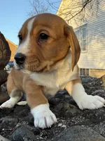 Harold , a male Beagle and Dachshund for sale in Chesterfield, MI – Photo 2 of 8