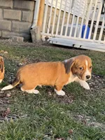 Harold , a male Beagle and Dachshund for sale in Chesterfield, MI – Photo 3 of 8