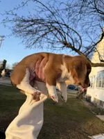 Harold , a male Beagle and Dachshund for sale in Chesterfield, MI – Photo 7 of 8